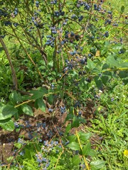 Organic Fresh Blackberry in Farm Ready to Harvest for Visitor and Tourist on Season.