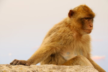 Makaken - Affen im Wildpark auf Gibraltar