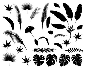 silhouette leaves on white background