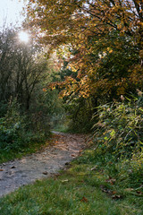 Parklandschaft im Herbst, leuchtendes Herbstlaub, ein Fußweg im Gegenlicht zwischen dichten Sträuchern und Bäumen