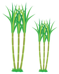 Obraz premium sugar cane plant vector design