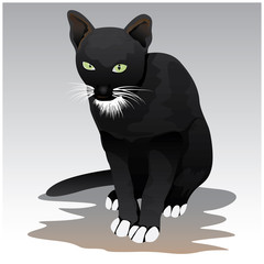 black cat vector design