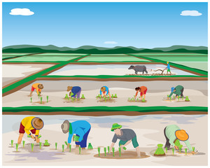 Obraz na płótnie Canvas farmer transplant rice seeding in paddy field vector design