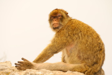 Makaken - Affen im Wildpark auf Gibraltar