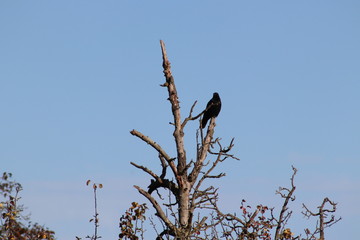 Der Raabe