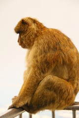 Makaken - Affen im Wildpark auf Gibraltar