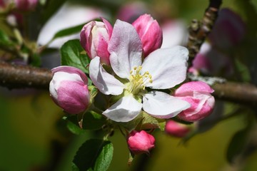 Obraz premium Apfelbaumblüte