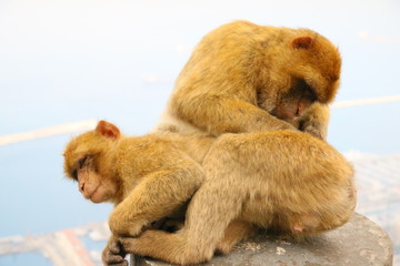 Makaken - Affen im Wildpark auf Gibraltar
