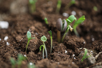 Seeds