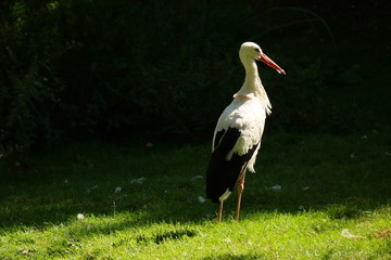 Ein Klapperstorch auf einer Wiese