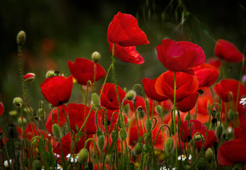 Obraz premium Amapolas silvestres