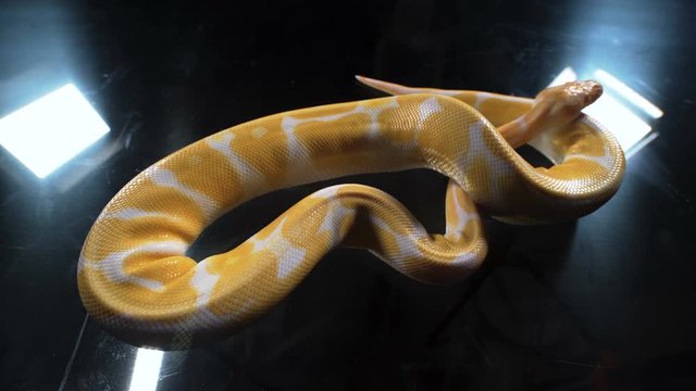 Footage of albino ball phyton on glass