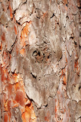 pine tree bark close-up