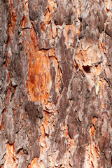 pine tree bark close-up