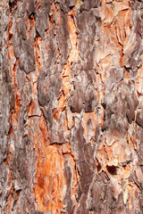 pine tree bark close-up