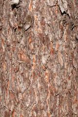 pine tree bark close-up