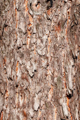 pine tree bark close-up
