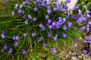 Group of summer flowers blooming - Campanula tatrae Borbas.