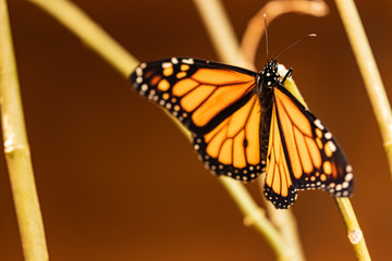 Monarch butterfly