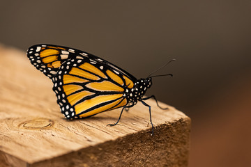 Monarch butterfly