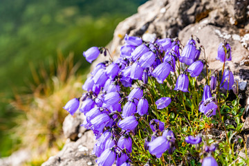 A group of blooming flowers (Campanula cochleariifolia Lam.) on a rock shelf in the mountains.