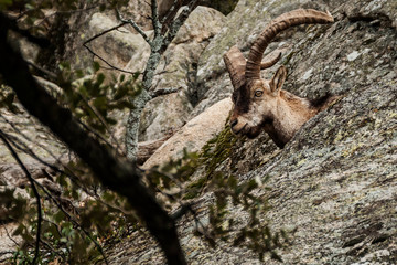 Cabras montesas en La Pedriza. Imagen de una cabra montesa en La Pedriza. Robusto macho de grandes cuernos entre las rocas serranas