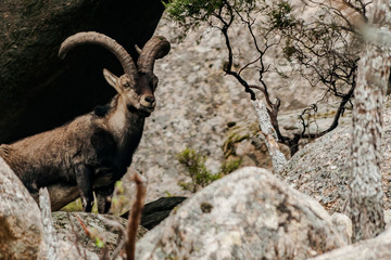 Cabras montesas en La Pedriza. Imagen de una cabra montesa en La Pedriza. Robusto macho de grandes cuernos entre las rocas serranas
