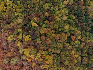 Aerial top down view of autumn forest with green and yellow trees. Mixed deciduous and coniferous forest.