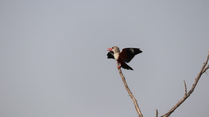 Vogel
