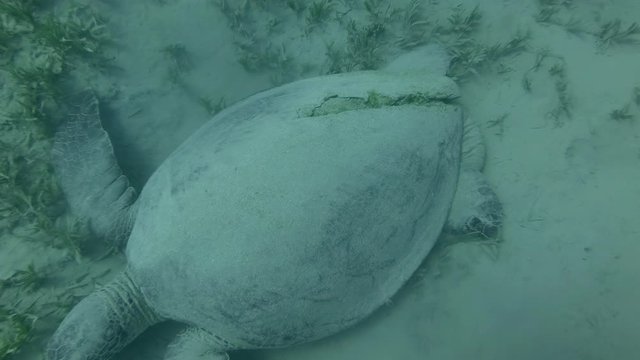 The wounded Green Sea Turtle on the seabed buried in silt and rests in the depths. Tortoise shell badly damaged by a speedboat propeller.Underwater shot, Red Sea, Egypt