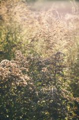 Dry grass in spiderweb on a green meadow in the rays of the setting sun. Late summer. Early autumn. Soft focus