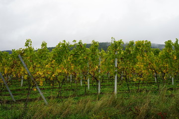 Weinreben nach einem Regen