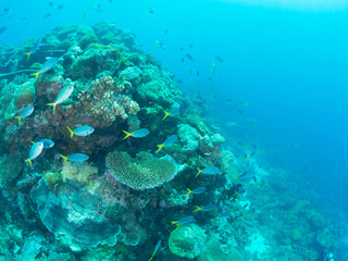 パラオ_コロール_スキューバダイビング