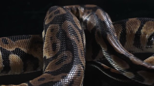 Video of small phyton skin
