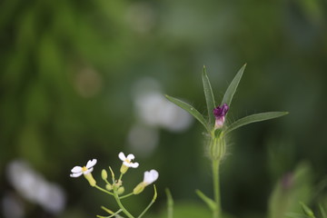 Small Wildflowers