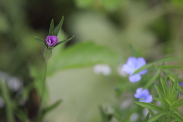 Small Wildflowers