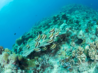 パラオ_コロール_スキューバダイビング