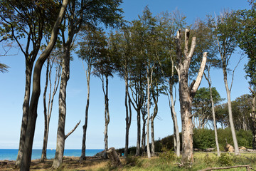 Obraz premium Ghost Wood (Gespensterwald) at Nienhagen Beach, Mecklenburg-West Pomerania, Baltic Sea, Germany