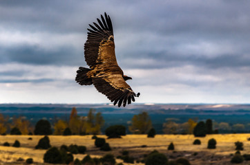 Buitre volando sobre las Hoces del R&iacute;o Durat&oacute;n, Segovia, Espa&ntilde;a.