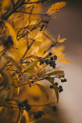 ornamental shrub with yellow leaves and black berries