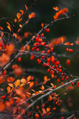 red berries of barberry on a bush