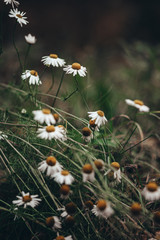 white daisies on a field in rainy weather