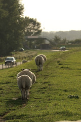 Fototapeta premium Schafskolonne auf einem Deich an der Nordsee