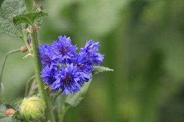 Blue Flower