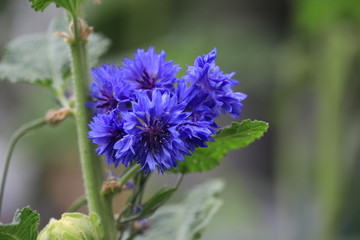 Blue Flower