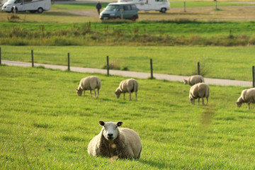 Schaf liegt inmitten seiner Herde auf der Wiese und schaut den Fotografen an