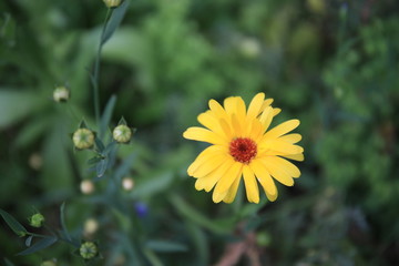 Gerbera Daisy Gerbera Jamesonii