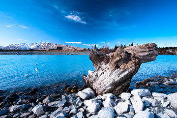 old trunk on white rocks at church ob good shepard in New Zealand