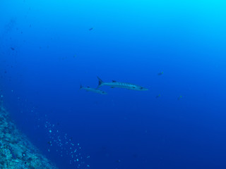 Naklejka premium パラオ_コロール_スキューバダイビング