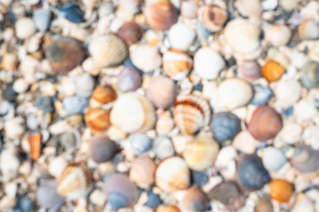 Blurred background. Shell background. Out of focus photo. Colorful shells on the sand beach. Space for text.